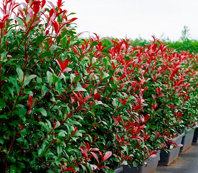 Devils Dream Hecke mit Blüte und roten Blättern