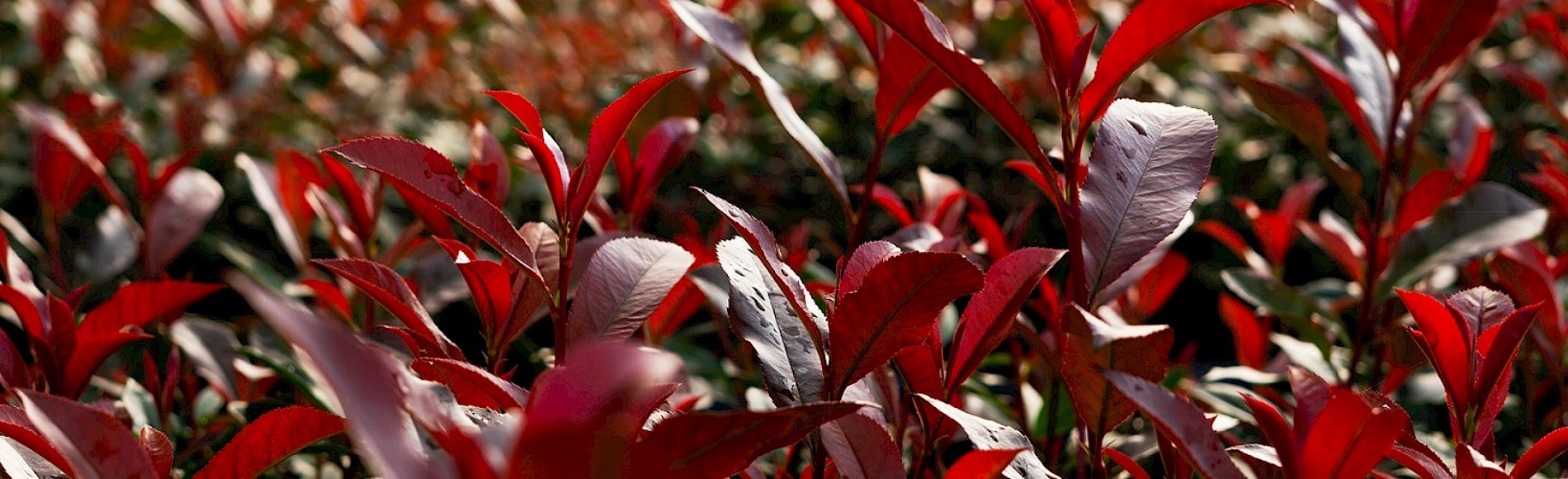 Rote Blätter der Devils Dream in Nahaufnahme