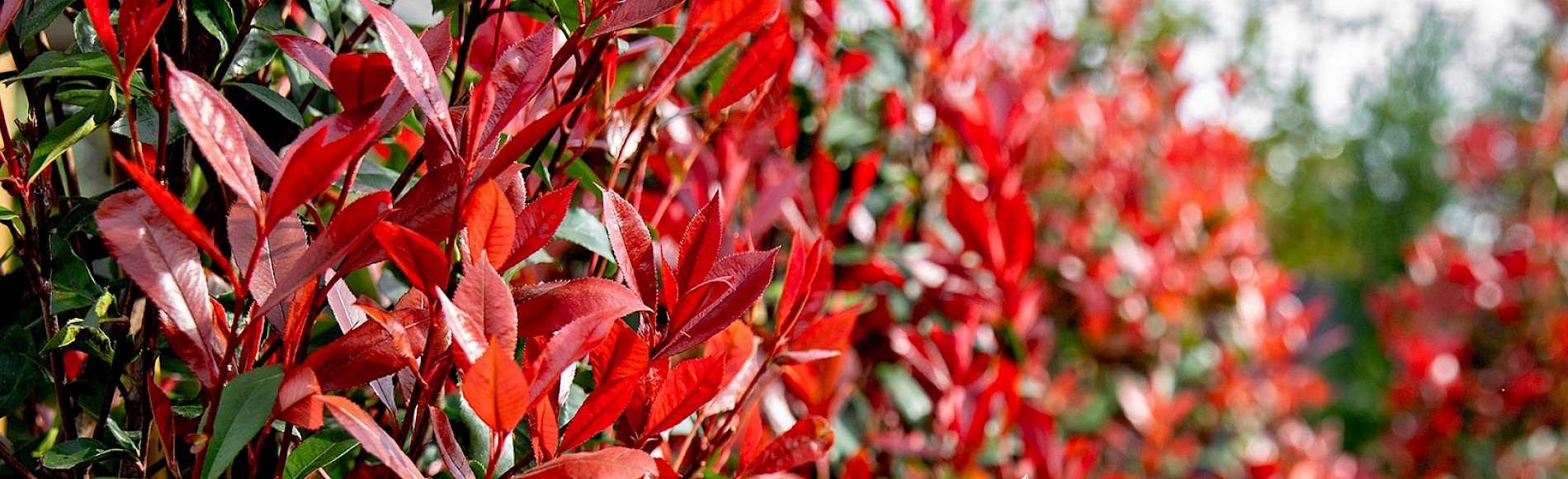 Rote Blätter der Glanzmispel in Nahaufnahme