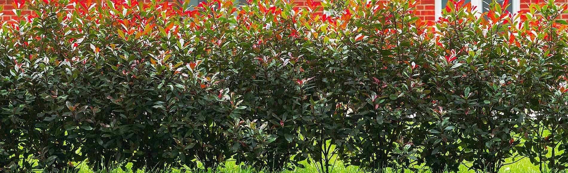 Close-up Devils Dream red leaves