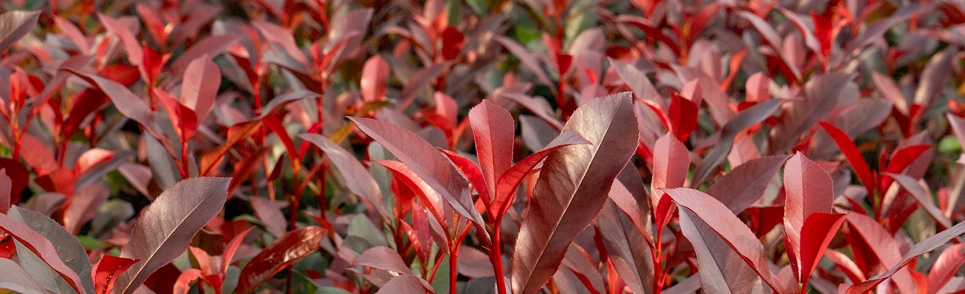 Close-up Devils Dream red leaves